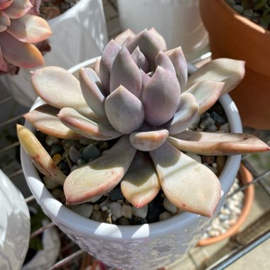 x Pachyveria Draco