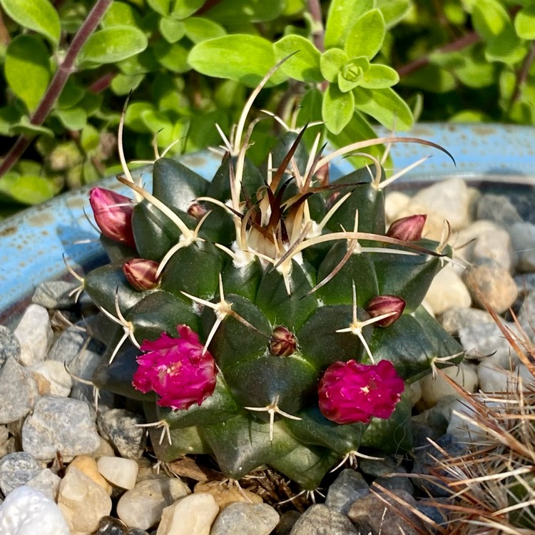 Plant image Mammillaria Compressa