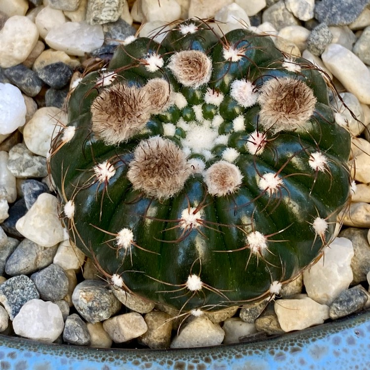 Plant image Notocactus ubelmannianus syn. Parodia werneri