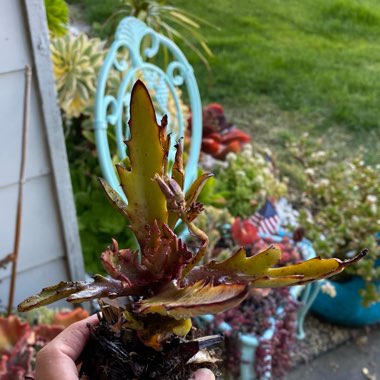 Kalanchoe Synsepala Form 1 of 3