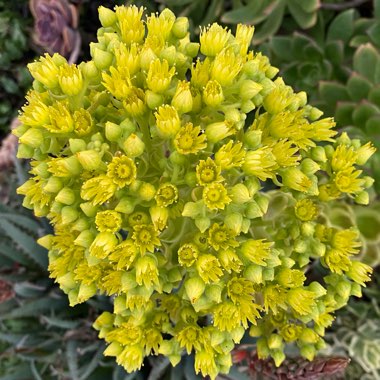 Aeonium ‘Fiesta'