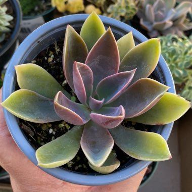 Echeveria Jules