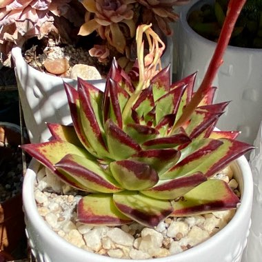 Echeveria Agavoides 'Lipstick'