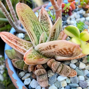 Gasteria acinacifolia