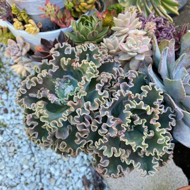 Echeveria Sea Dragon