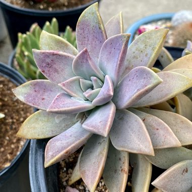 Graptopetalum Purple Haze