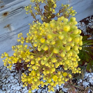 Aeonium Mardi Gras