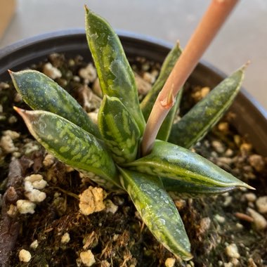 Gasteria Liliputana