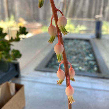 Gasteria Liliputana