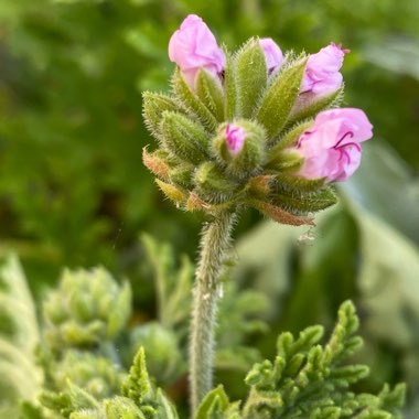 Pelargonium 'Citronella'