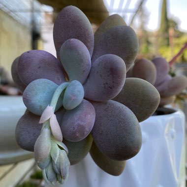 Pachyphytum bracteosum