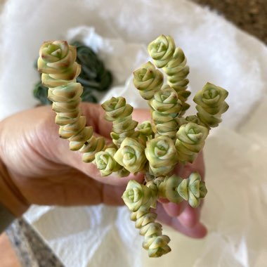 Crassula Baby's Necklace Variegated