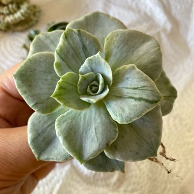 Echeveria Silver Queen Variegated