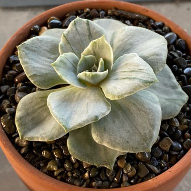 Echeveria Silver Queen Variegated