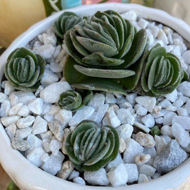 Crassula Tomentosa var. Glabrifolia