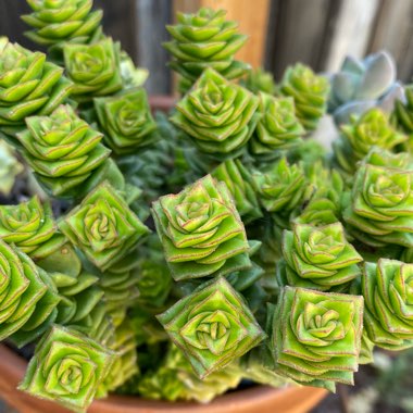 Crassula perforata 'String of Buttons'