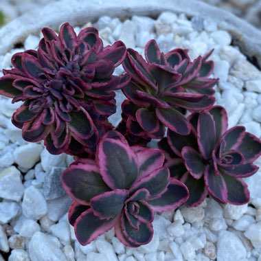 Sedum Dream Dazzler