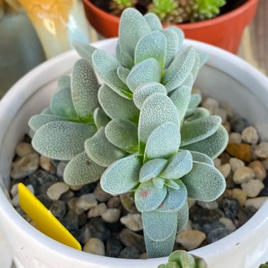 Crassula tecta syn. Crassula decipiens