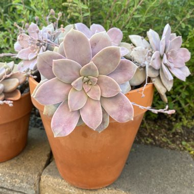 Graptopetalum Superbum Variegated