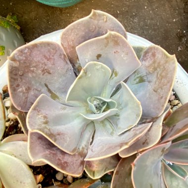 Echeveria