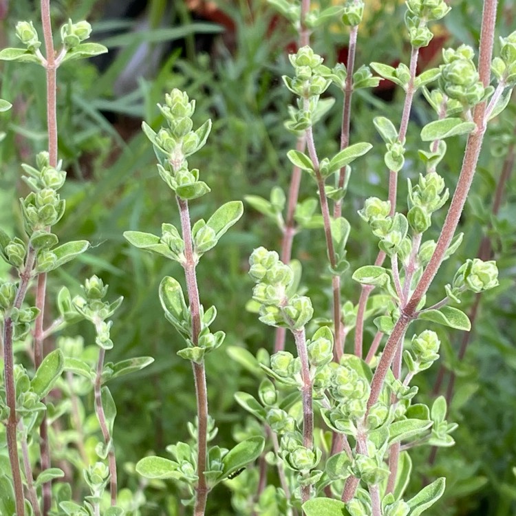 Plant image Origanum marjorana