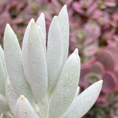 Senecio Haworthii