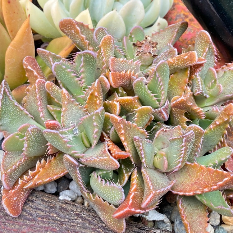 plant image 1470111