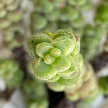 Crassula 'Baby's Surprise'