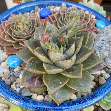 Echeveria Purpusorum