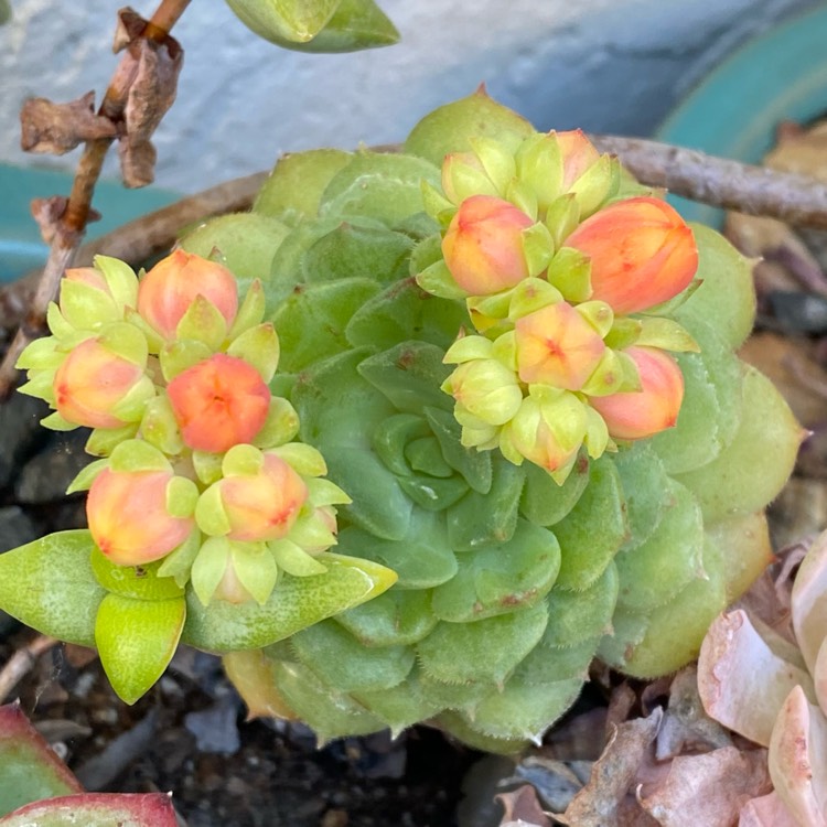 Plant image Echeveria Lime n Chile