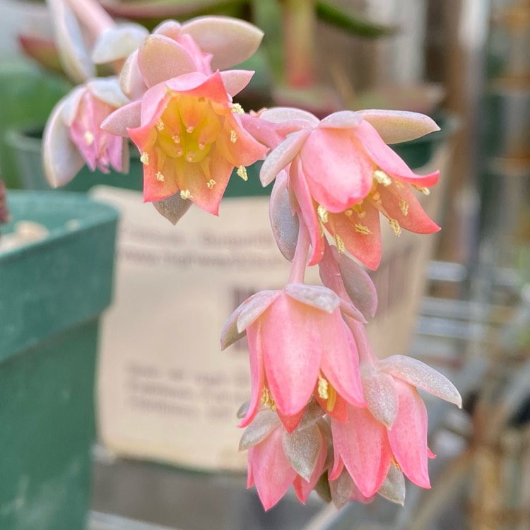 plant image 1471043