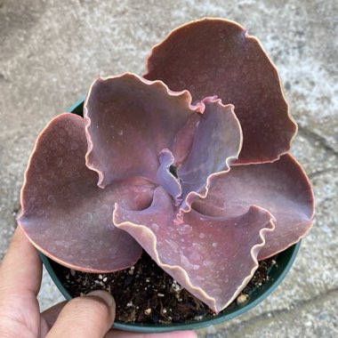 Echeveria Bittersweet