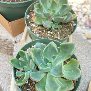 Echeveria Setosa var. Oteroi