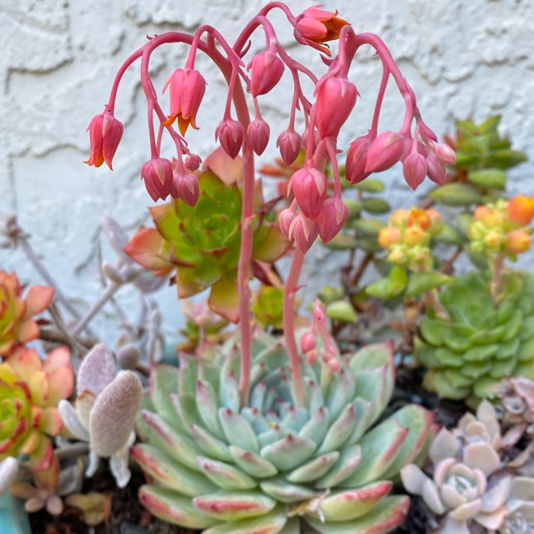 Plant image Echeveria Colorata