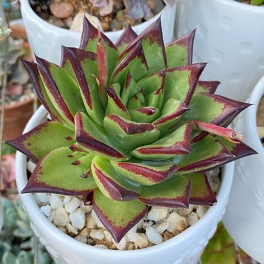 Echeveria Agavoides 'Lipstick'