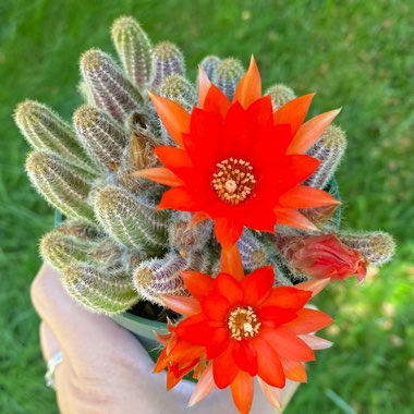 Echinopsis chamaecereus syn. Chamaecereus silvestrii