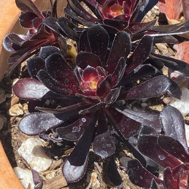 Aeonium Schwarzkopf