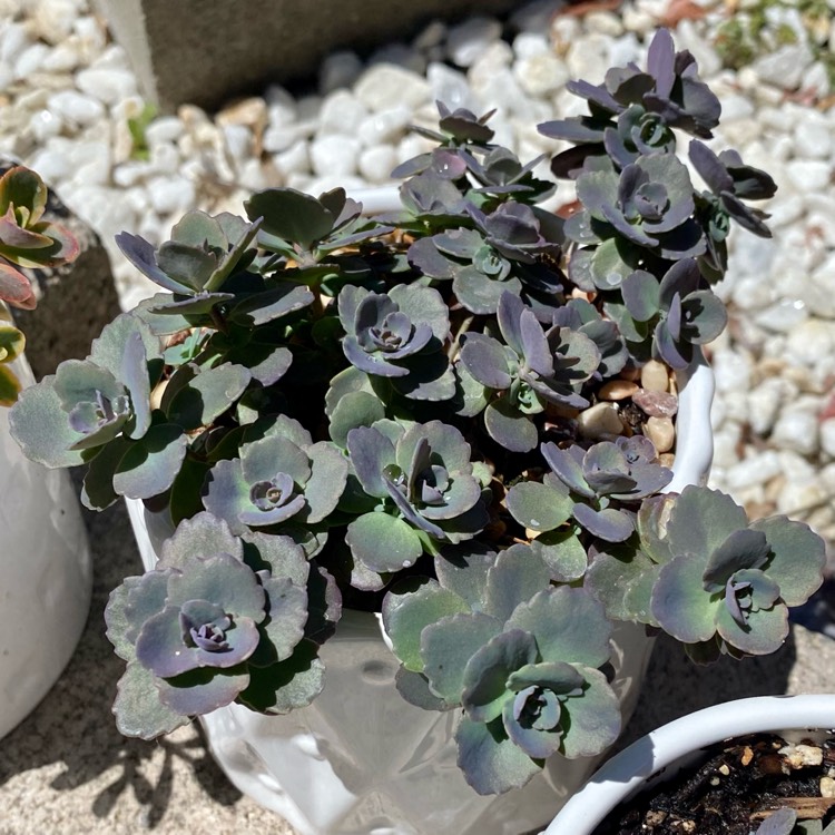 Plant image Sedum 'Sunsparkler Dazzleberry'