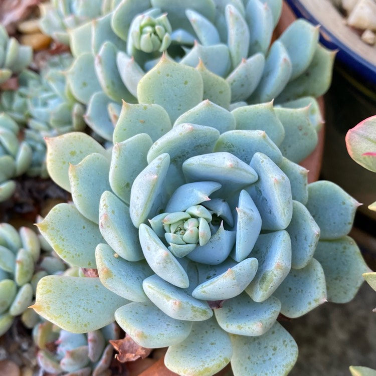 Plant image Echeveria Azulita