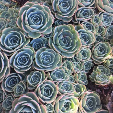 Echeveria Imbricata