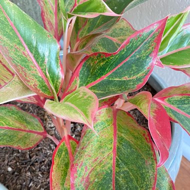 Aglaonema 'Siam'