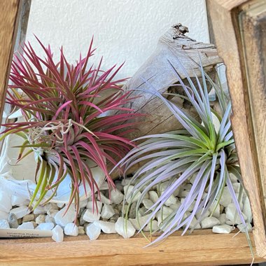 Tillandsia ionantha var. ionantha