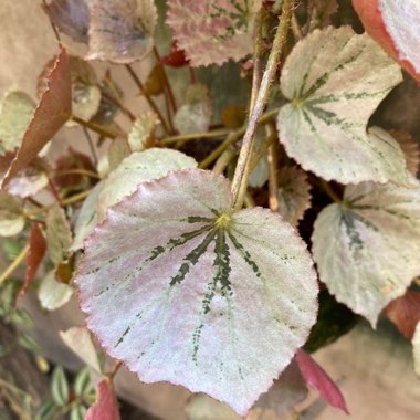 Begonia (Rhizomatous)