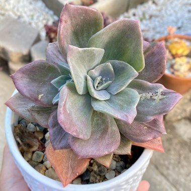 Graptoveria Bainesii Variagata 