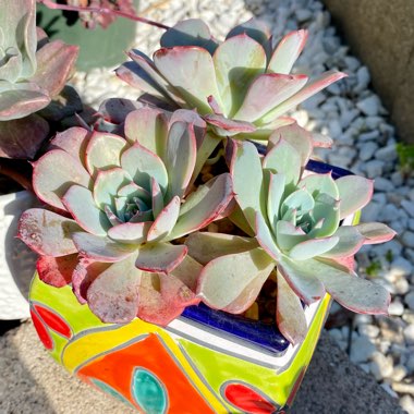 Echeveria Laulensis