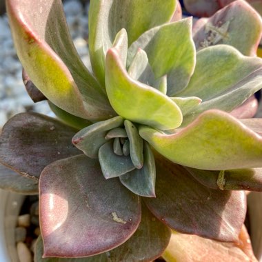 Graptoveria Bainesii Variagata 