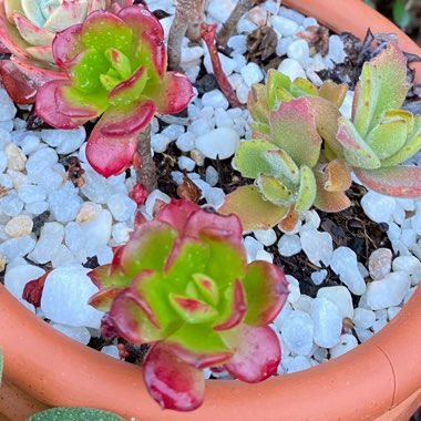 Echeveria Multicaulis