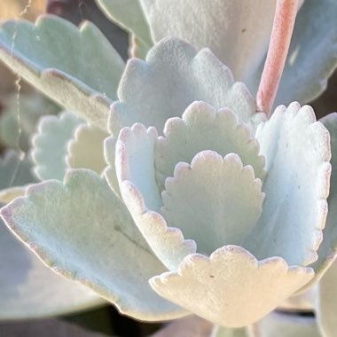 Kalanchoe Pumila