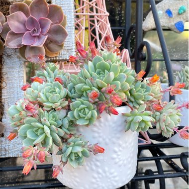 Echeveria Derenbergii