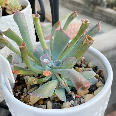 Echeveria Trumpet Pinky 